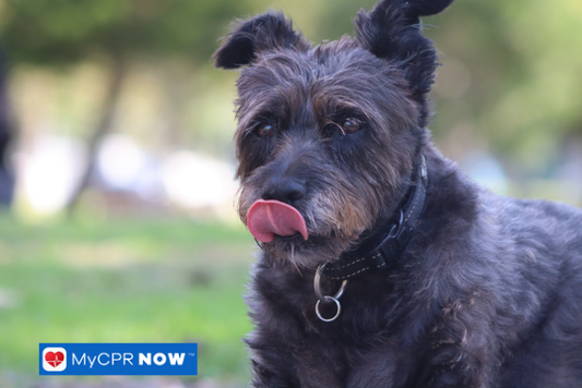 Black and gray dog licking nose outdoors.
