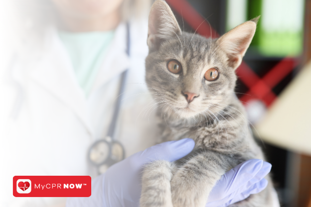 How to Address Common Digestive Issues in Cats: A First Aid Guide