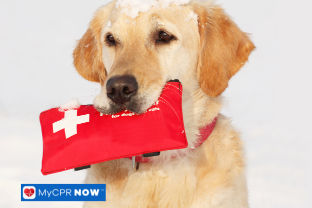 A golden retriever in the snow holding a red first aid kit in its mouth.