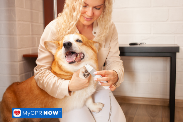 Woman trimming a corgi’s nails with a clipper.