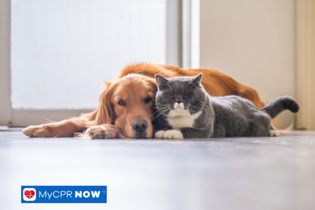 How Do I Perform CPR on My Dog?