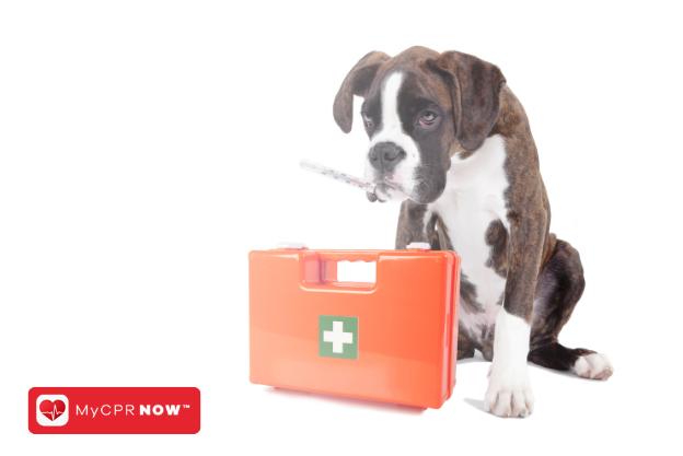  Canine First Aid Course Online: Be Prepared to Care for Your Canine Companions