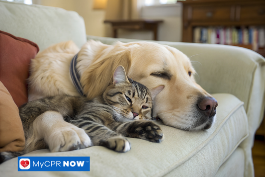 Can I Use Human First Aid on Pets?
