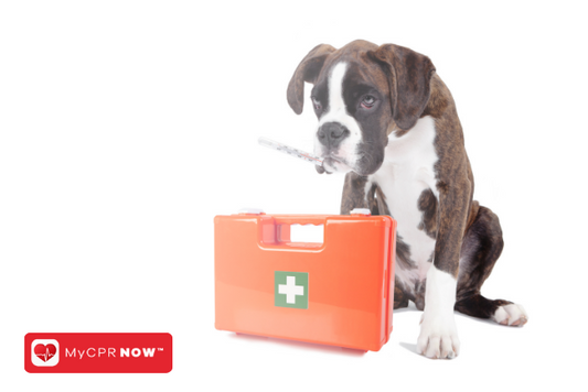 When to Use Ice or Heat in Pet First Aid: Temperature Therapy for Healing