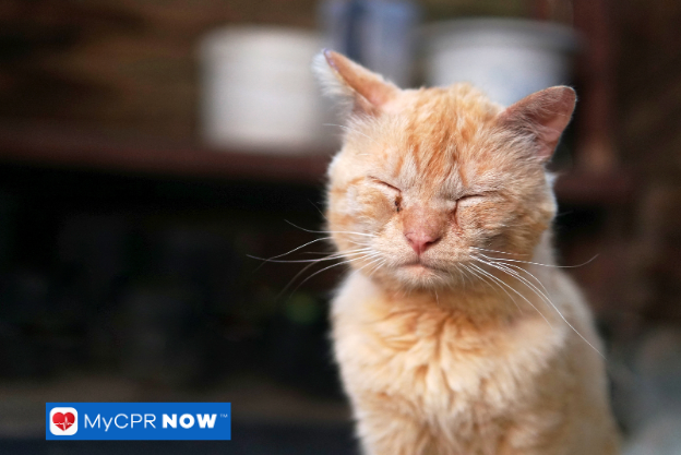 Ginger cat sitting with eyes closed.