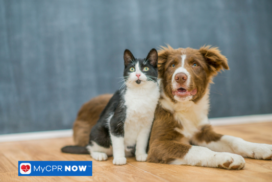 What Should I Keep in a Pet First Aid Kit?