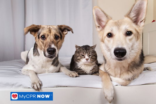How Do I Know If My Pet Is Choking?