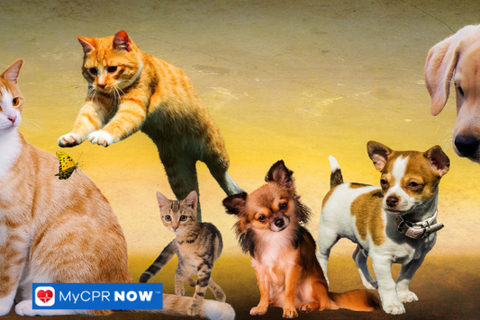 What Should I Do If My Pet Eats Something Toxic?
