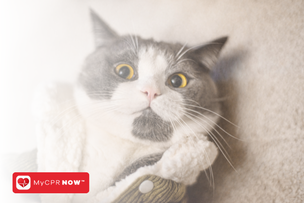 Feline Lifesavers: Understanding Cat CPR and First Aid Certification