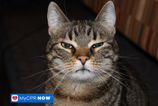 Tabby cat staring with narrowed eyes.
