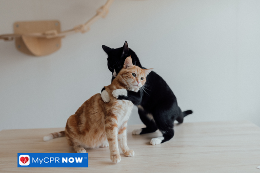Is CPR Different for Cats and Dogs?