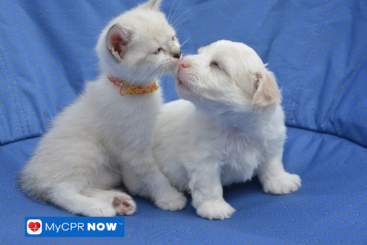 How Can I Tell If My Pet Is in Shock?