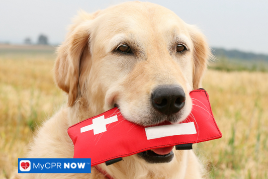 A golden retriever standing in a field holding a red first aid kit in its mouth.