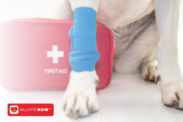 Pet First Aid: How to Save Your Pet in an Emergency