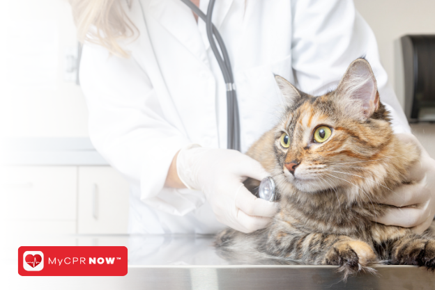 Helping Cats in Distress: Recognizing Signs of Poisoning