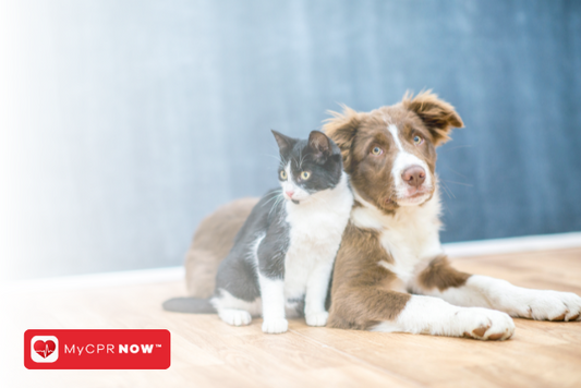 Why Pet Sitters Need Pet CPR and First Aid Certification