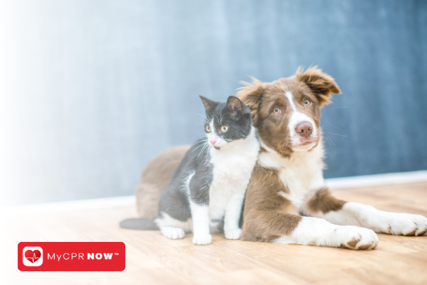 The Dos and Don'ts of Pet Poisoning: Keeping Your Furry Friend Safe