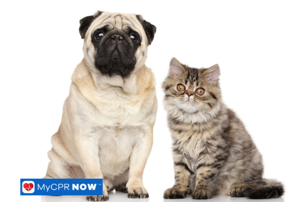 When Should I Take My Pet to the Emergency Vet?
