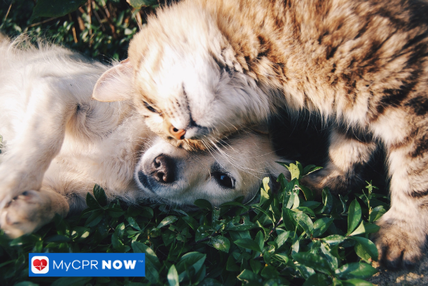 Can Pets Have Heart Attacks?