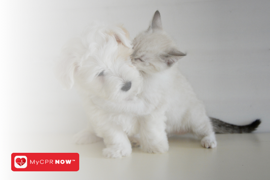 How to Perform CPR on Your Cat: A Step-by-Step Guide