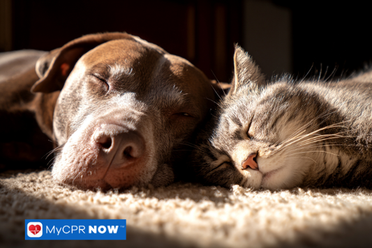 What Temperature Is Too High for a Dog?