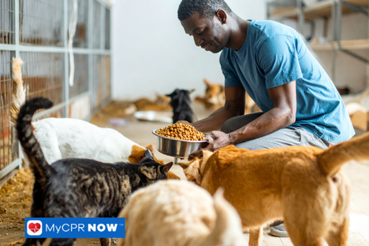 How Can I Safely Transport an Injured Pet?