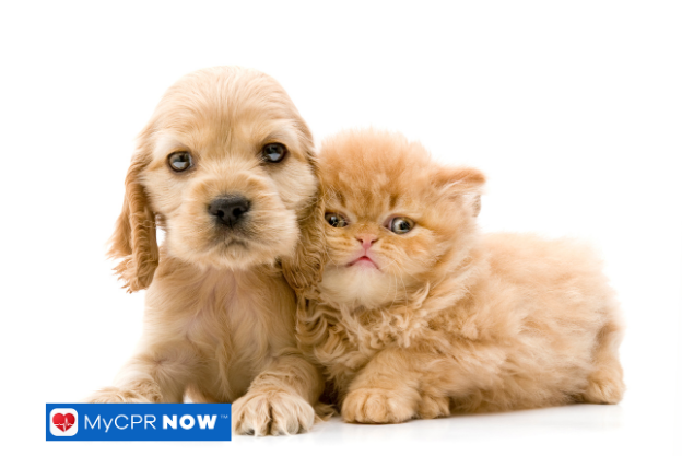 What Are Common Pet Poisons in the Home?