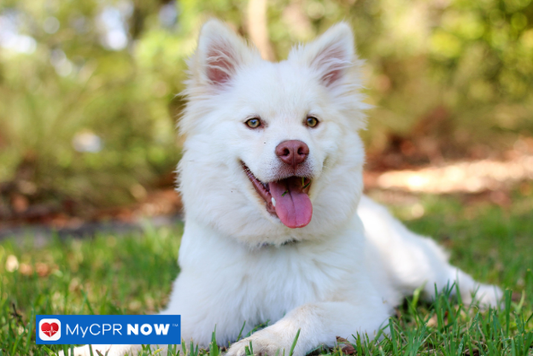 Top Tips on How to Perform CPR Puppy Techniques
