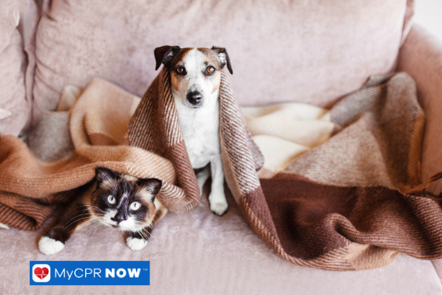 What to Keep in a Pet Emergency Kit