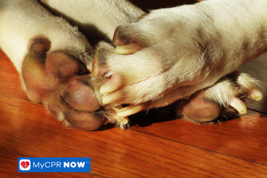 Close-up of a dog’s paws resting on a wooden floor.