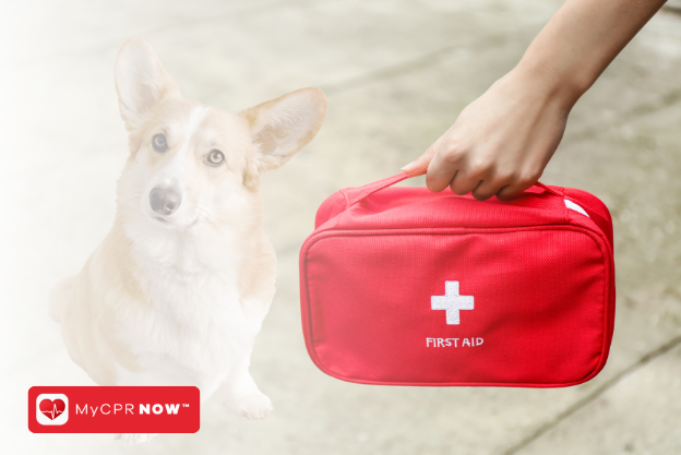 Pet First Aid: A Key Skill for All Pet Owners