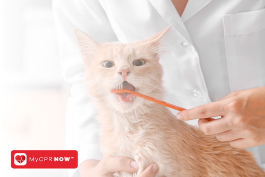 Cat First Aid: Responding to Accidental Falls