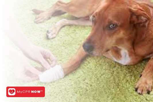 The Role of Pet First Aid in Pet Care