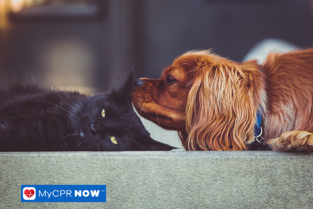 How Do I Treat a Pet Burn at Home?