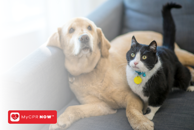 DIY vs. Professional Pet First Aid Kits: Making an Informed Choice