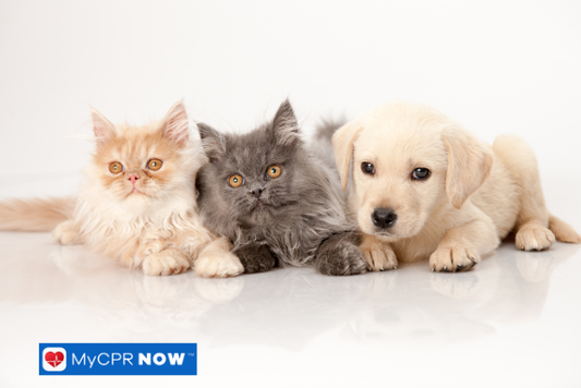 Should I Take Pet First Aid Training?