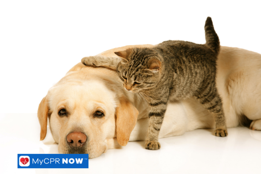 Pet CPR Basics Every Owner Should Know