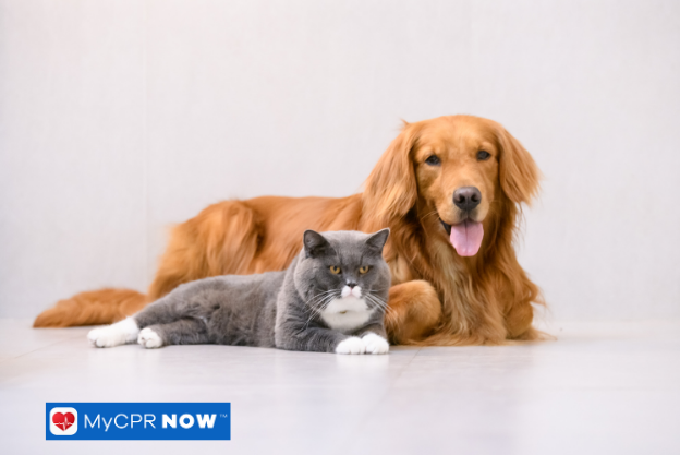 How to Spot Changes in Your Pet’s Behavior