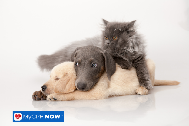 Why Routine Vet Visits Matter