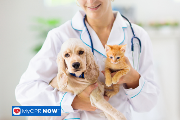 How Diet Affects Your Pet’s Energy