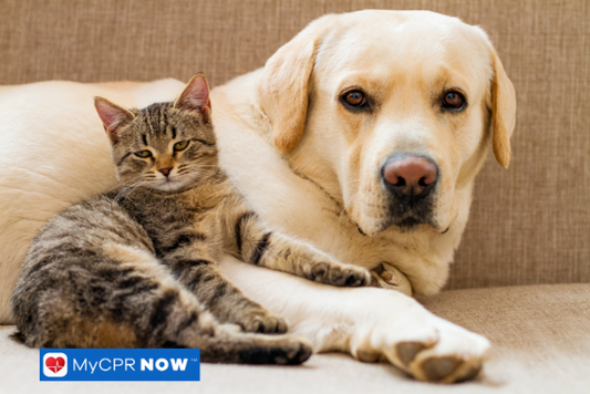 What to Know About Pet Hydration