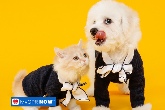 How to Keep Your Pet Comfortable Year-Round