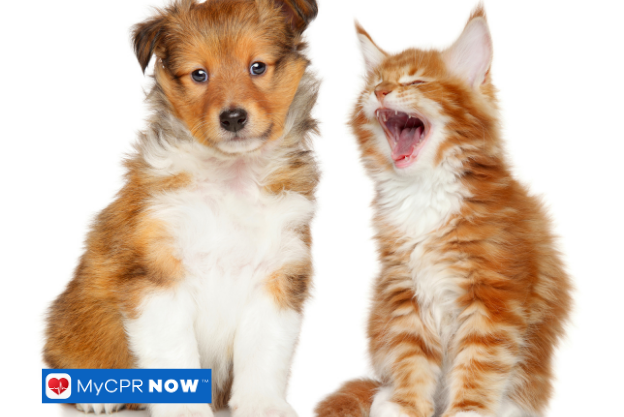 What Healthy Pet Habits Look Like