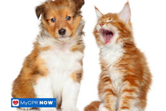What Healthy Pet Habits Look Like