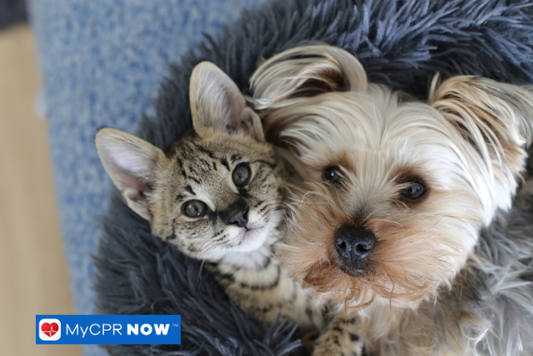How to Support Your Aging Pet
