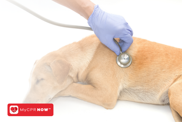 Why Pet CPR and First Aid is Essential for Pet Owners