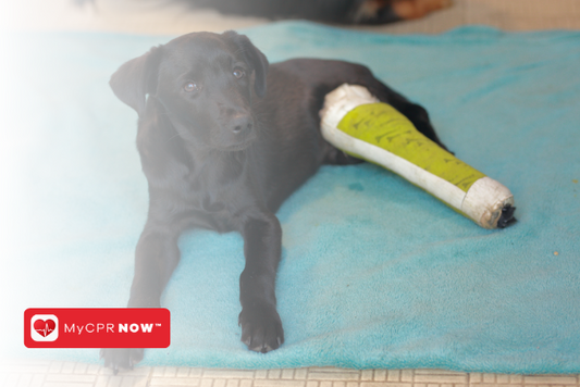 First Aid for Dogs: Caring for an Injured Tail