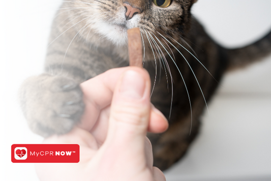First Aid for Cats: Treating Feline Lower Urinary Tract Diseases
