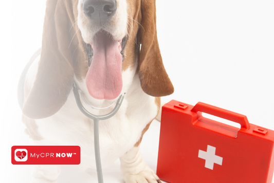 First Aid for Dogs: Treating Canine Cancers