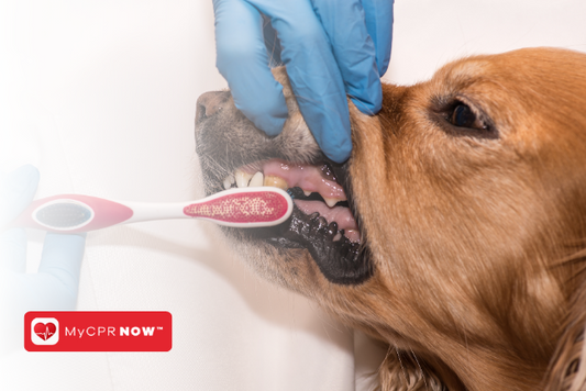 First Aid for Dogs: How to Handle Canine Dental Problems